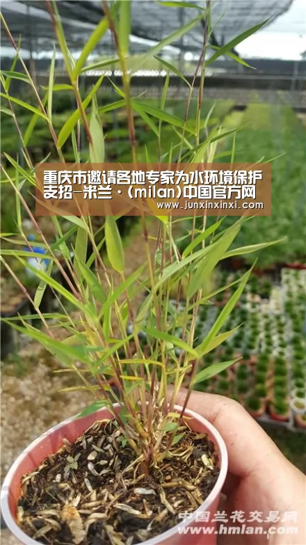 米兰·(milan)中国官方网站