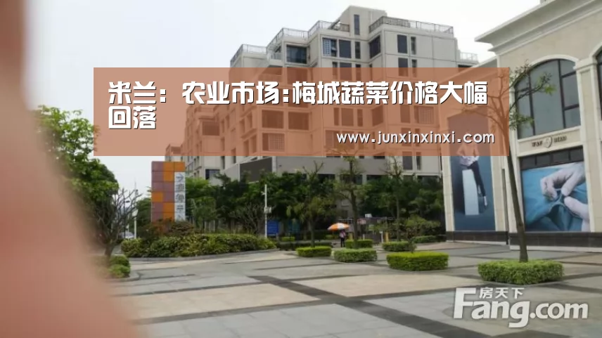 米兰：农业市场:梅城蔬菜价格大幅回落(图3)