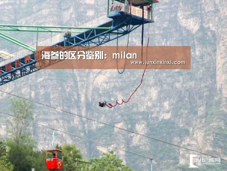海参的区分鉴别:milan(图4) 米兰·(milan)