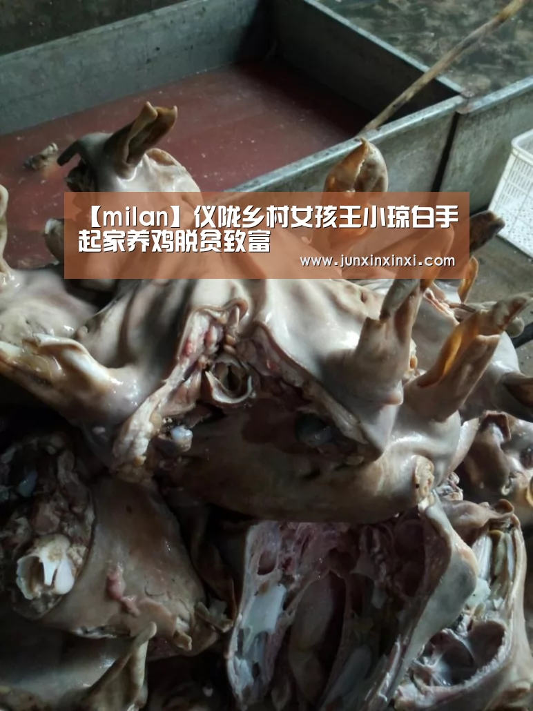 【milan】仪陇乡村女孩王小琼白手起家养鸡脱贫致富(图1) 【milan】仪陇乡村女孩王小琼白手起家养鸡脱贫致富(图1)