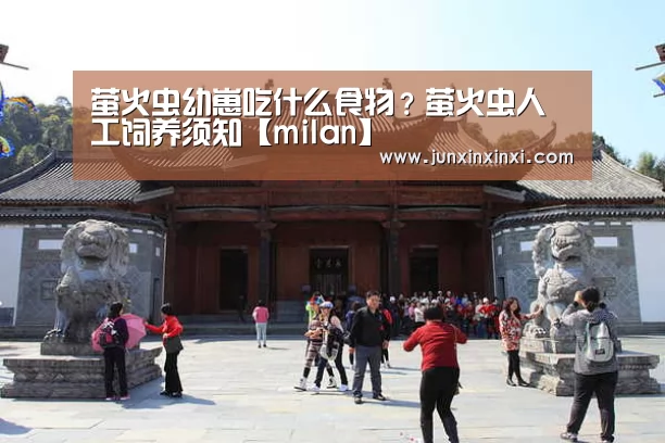 萤火虫幼崽吃什么食物?萤火虫人工饲养须知【milan】(图2) 萤火虫幼崽吃什么食物?萤火虫人工饲养须知【milan】(图2)