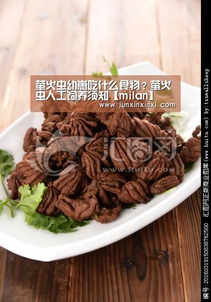 萤火虫幼崽吃什么食物?萤火虫人工饲养须知【milan】(图3) 萤火虫幼崽吃什么食物?萤火虫人工饲养须知【milan】(图3)